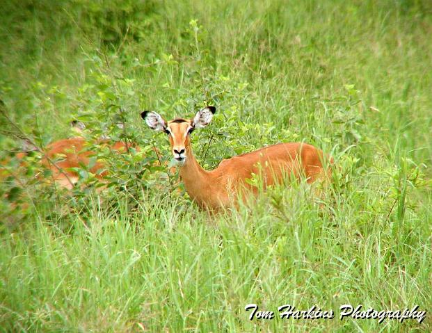 Female Impala.jpg